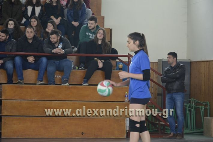 volley _1ogel-kassandra059